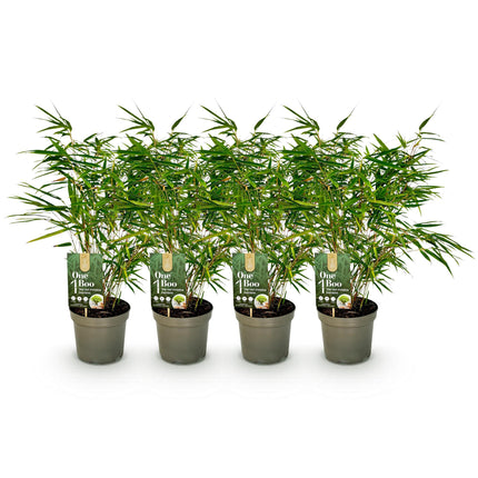 Bamboe - Fargesia rufa - Groen - 4 Planten - Bladhoudend - Niet Woekerend- Pot 17cm Hoogte 60cm