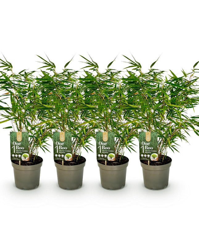 Bamboe - Fargesia rufa - Groen - 4 Planten - Bladhoudend - Niet Woekerend- Pot 17cm Hoogte 60cm
