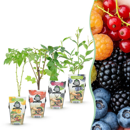 Fruit plants mix deal 4 plants - Red Currant/Yellow Raspberry/Blackberry/Blueberry - Hardy - 4 Plants - Pot 9cm