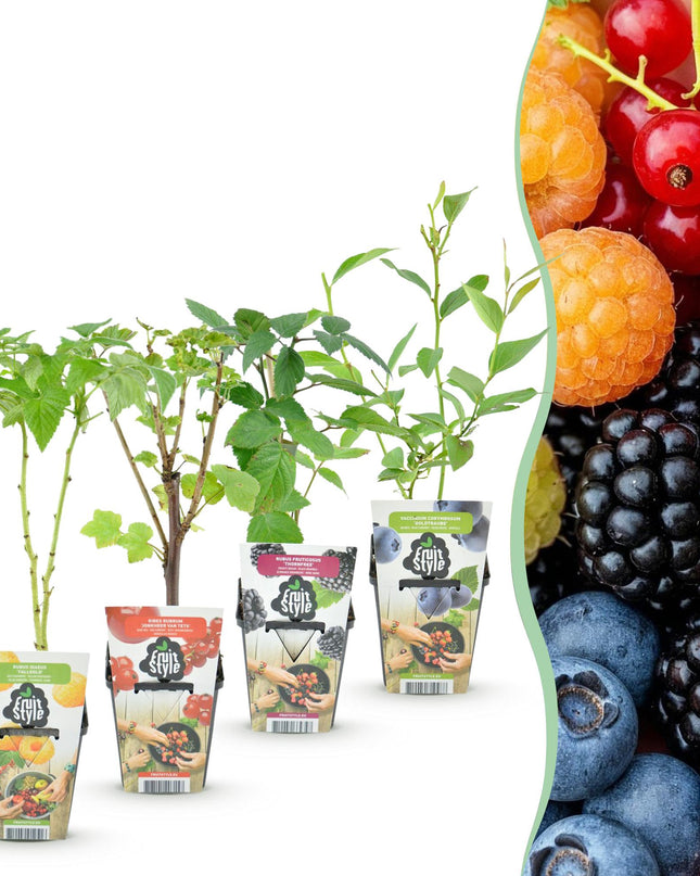 Fruit plants mix deal 4 plants - Red Currant/Yellow Raspberry/Blackberry/Blueberry - Hardy - 4 Plants - Pot 9cm