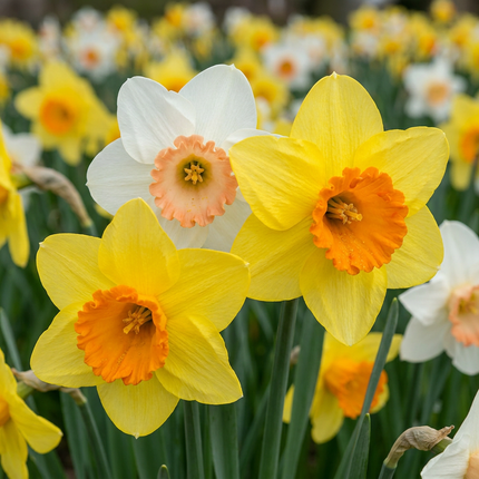 160x Narcissus Mix – Narzissen-Mix – Verschiedene – Frühjahrsblüher – Zwiebelgröße 10/12
