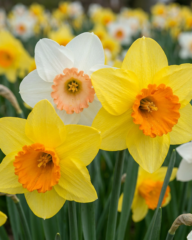 160x Narcissus Mix – Narzissen-Mix – Verschiedene – Frühjahrsblüher – Zwiebelgröße 10/12