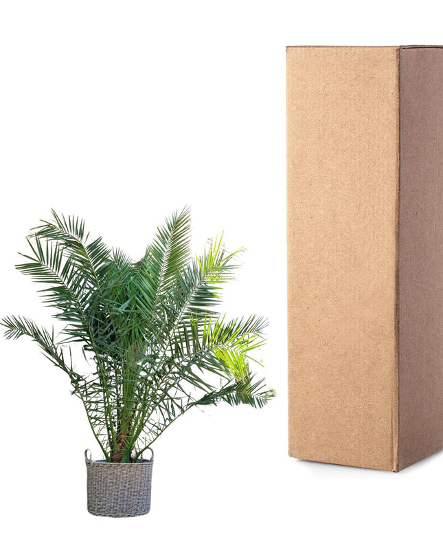 Phoenix Canariensis - 300cm - ø50
