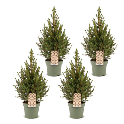 4x Kerstboom Picea glauca Conica - Kegelspar - Ø17cm - ↕65cm