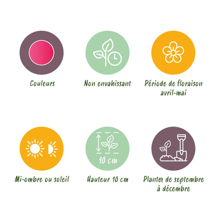 Bloembollen - Tulp Little Beauty - Kleur Donker Roze - 25 stuks - Bolmaat 6/7 - XXL Pack