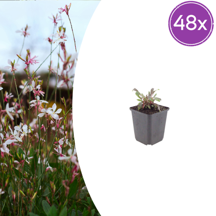 48x Gaura l. 'Siskiyou Pink' - ↕10-25cm - Ø9cm