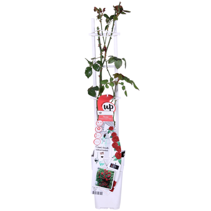 Rosa Crazy in love 'Red' - Rode Roos - Ø15cm - ↕65cm