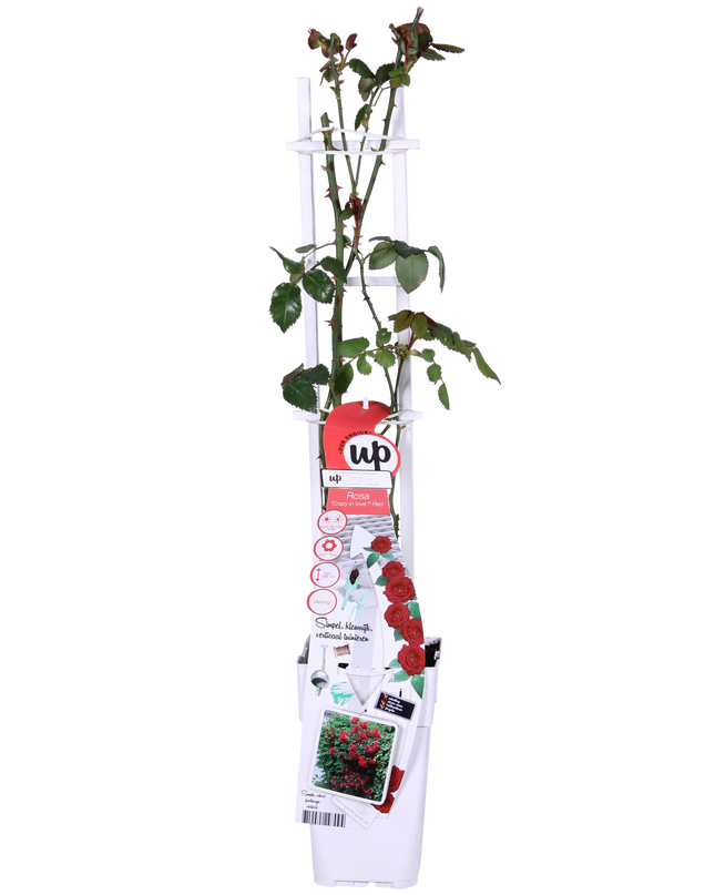 Rosa Crazy in love 'Red' - Rode Roos - Ø15cm - ↕65cm