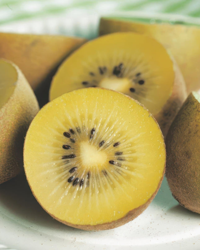 Gele Kiwi Fruitplant - 2 planten - Actinidia deliciosa Golden Kiwi - Gele Vrucht - Pot 15cm Hoogte 50cm