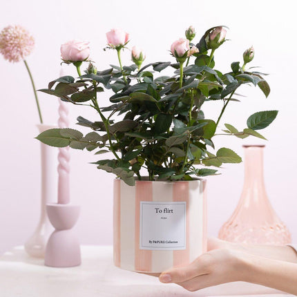 Rosa Light Pink Gift "To Flirt" met wenskaart - Ø12cm - ↕30cm