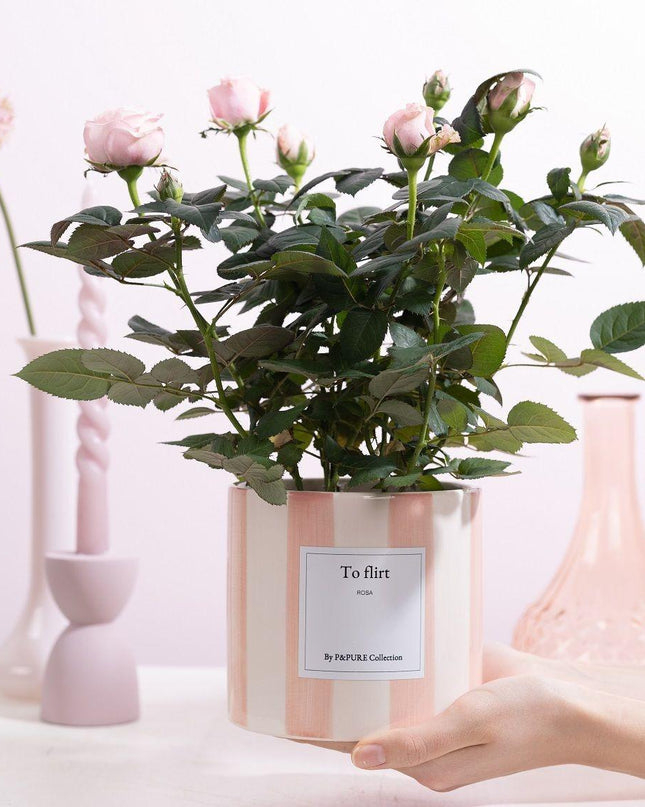 Rosa Light Pink Gift "To Flirt" met wenskaart - Ø12cm - ↕30cm