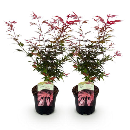 Japanse Esdoorn - Acer palmatum Shaina - Rood - 2 stuks - Pot 19cm Hoogte 70cm