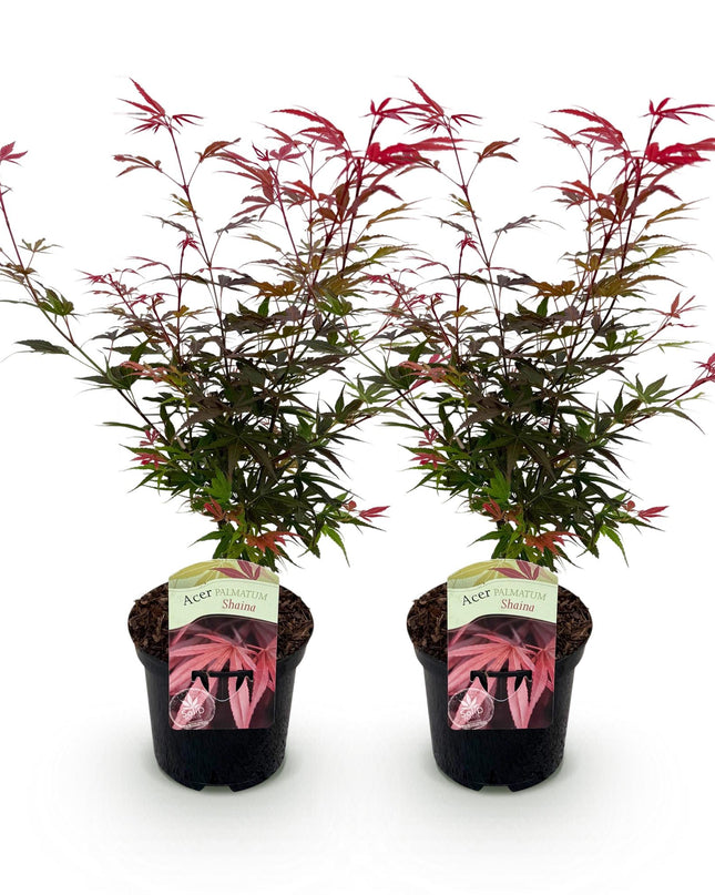 Acero giapponese - Acer palmatum Shaina - Rosso - 2 pezzi - Vaso 19 cm Altezza 70 cm