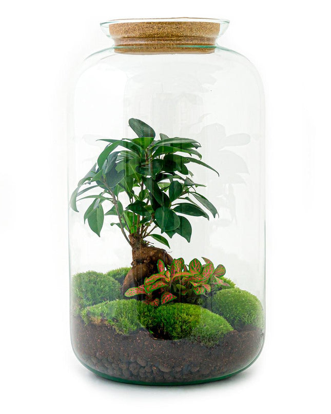DIY terrarium - Sven Bonsai - ↕ 43 cm - Rake + Shovel + Tweezer + Scissors