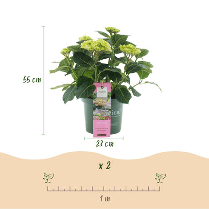 Hortensia -Roze  Hydrangea Magical Jewel Pink  - 2 Planten - Pot 23cm Hoogte 55cm