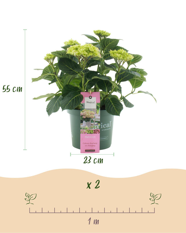 Hortensia -Roze  Hydrangea Magical Jewel Pink  - 2 Planten - Pot 23cm Hoogte 55cm