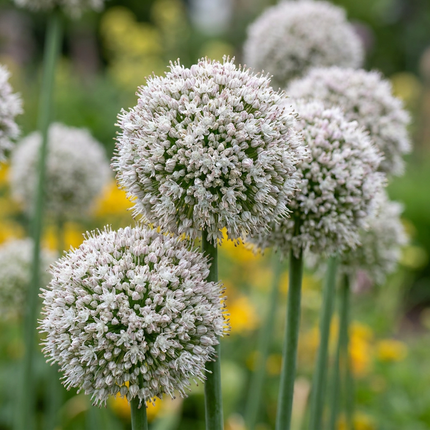 160x Allium Ping Pong - Ping-Pong-Zierlauch - Weiß - Sommerblüher - Zwiebelgröße 6/7