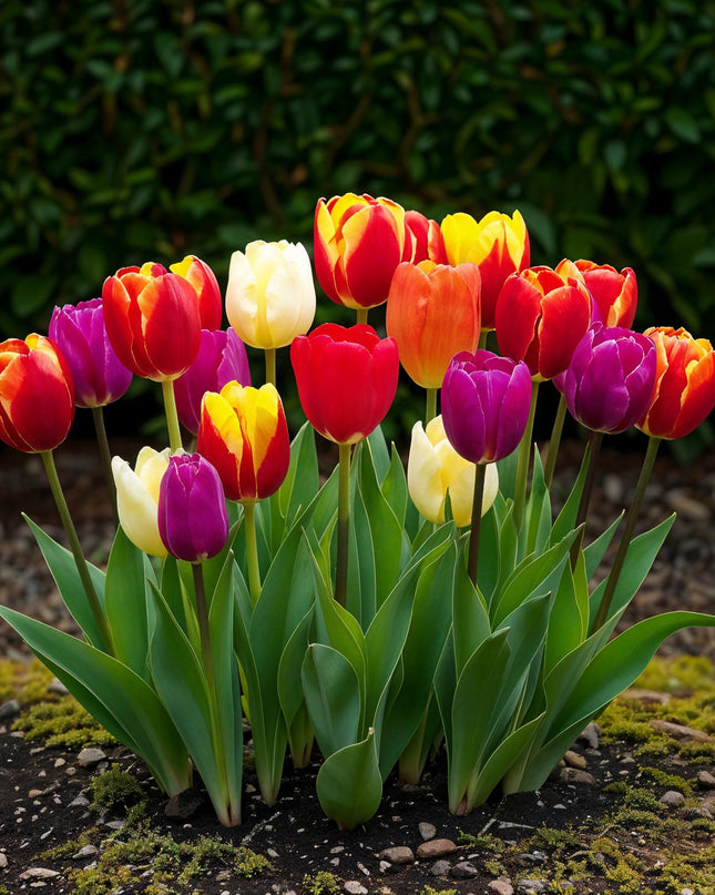 Bloembollen - Tulp Triumph mix - Diversen kleuren - 15 stuks - Bolmaat 11/12 - XXL Pack