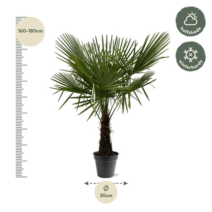 Trachycarpus Fortuneii - 160-180cm - Ø30 - 🚚 Envío Gratis