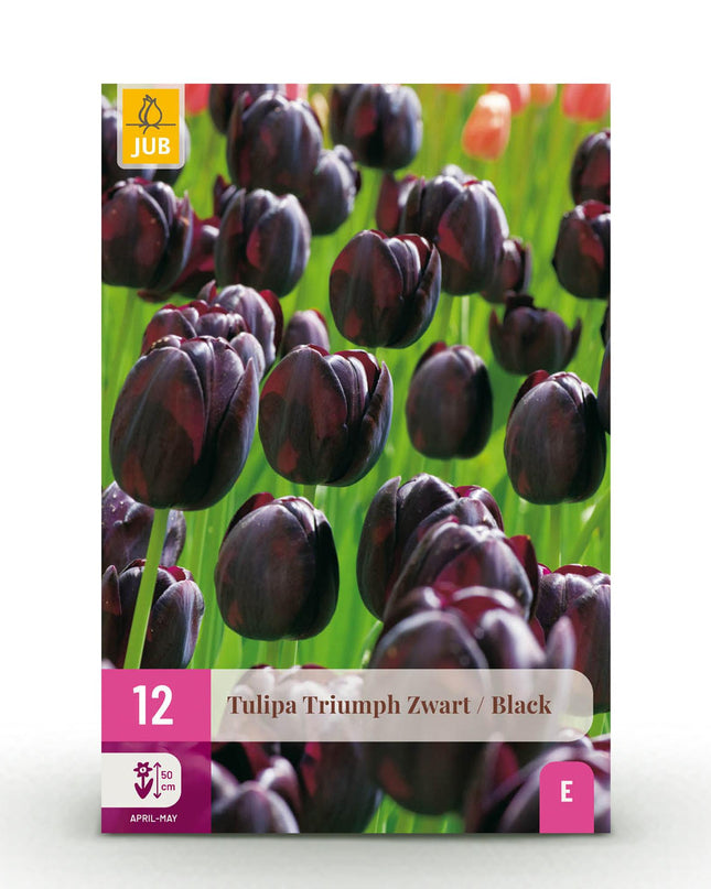 Bloembollen - Tulp Triumph Black - Kleur Donker Paars - 12 stuks - Bolmaat 11/12 - XXL Pack