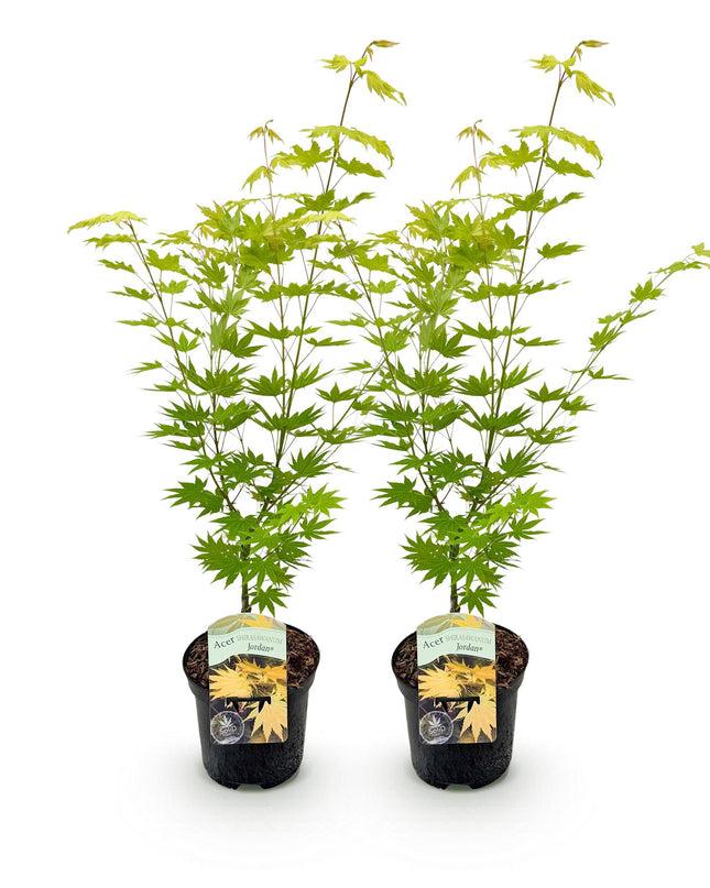 Japanse Esdoorn - 2 planten - Acer palmatum Jordan - Geel - Bladverliezend - Pot 19cm Hoogte 70cm