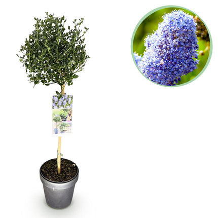 Ceanothus impressus Victoria - Bladhoudend - Winterhard - Paarse Bloem - Pot 19cm Hoogte 90cm