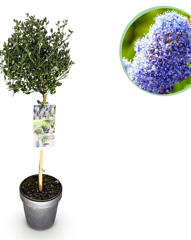 Ceanothus impressus Victoria - Sempreverde - Resistente al freddo - Fiore viola - Vaso 19 cm Altezza 90 cm