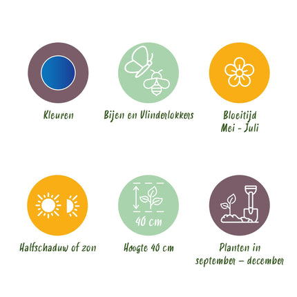 Green boutiQ - Bloembollen - Allium Caeruleum - Kleur Blauw - 40 stuks - Bolmaat 4/5 - XXL Pack