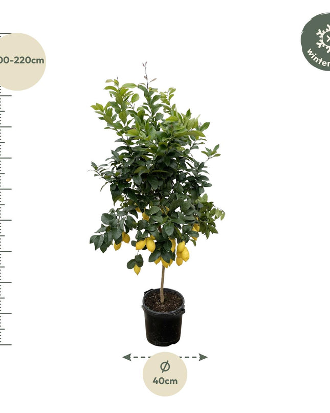 Citrus Lemon - 200cm - ø40