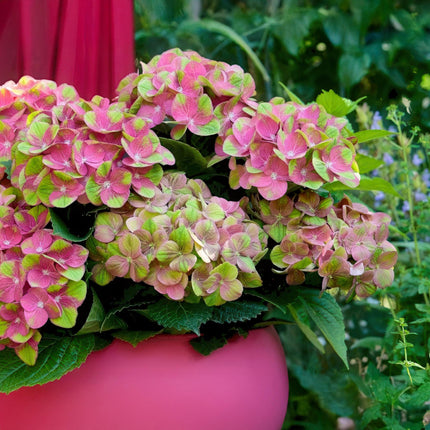 Hortensia Roze Groen - Hydrangea Magical Green Fire - 2 Planten - Pot 23cm Hoogte 55cm