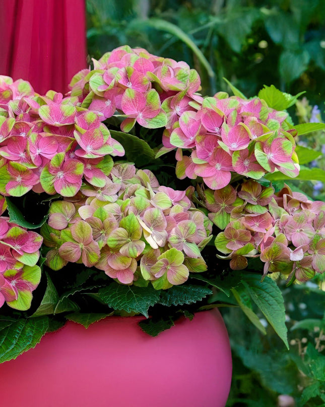 Hortensia Roze Groen - Hydrangea Magical Green Fire - 2 Planten - Pot 23cm Hoogte 55cm