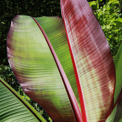 Musa ensete Maurelli – Bananenbaum – winterhart – rot-grün – Topf 21 cm – Höhe 90 cm