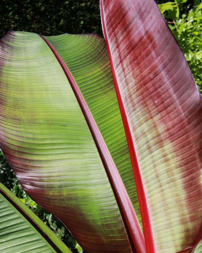 Musa ensete Maurelli – Bananenbaum – winterhart – rot-grün – Topf 21 cm – Höhe 90 cm