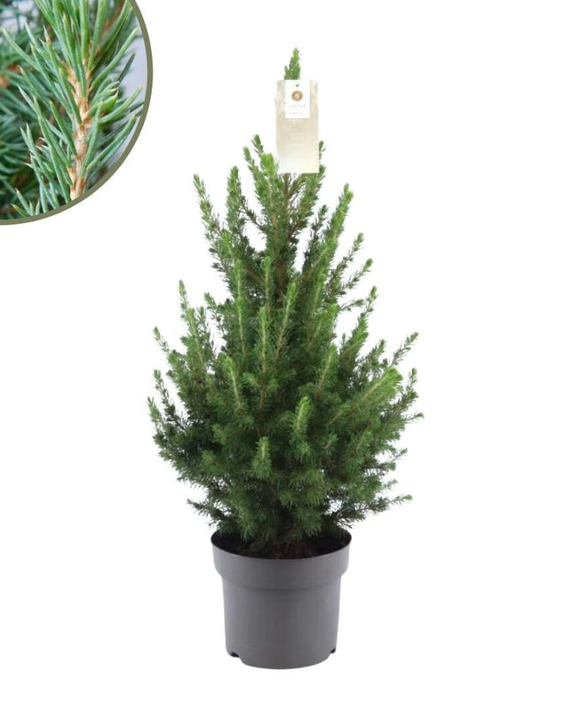 Kleine Kerstboom pot Ø19 cm - ca. 70 cm hoogte - Picea glauca Conica