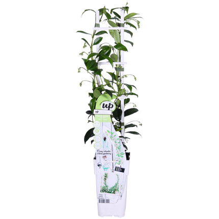 Trachelospermum 'Star of Venice' - Toscaanse Jasmijn Wit - Ø15cm - ↕65cm