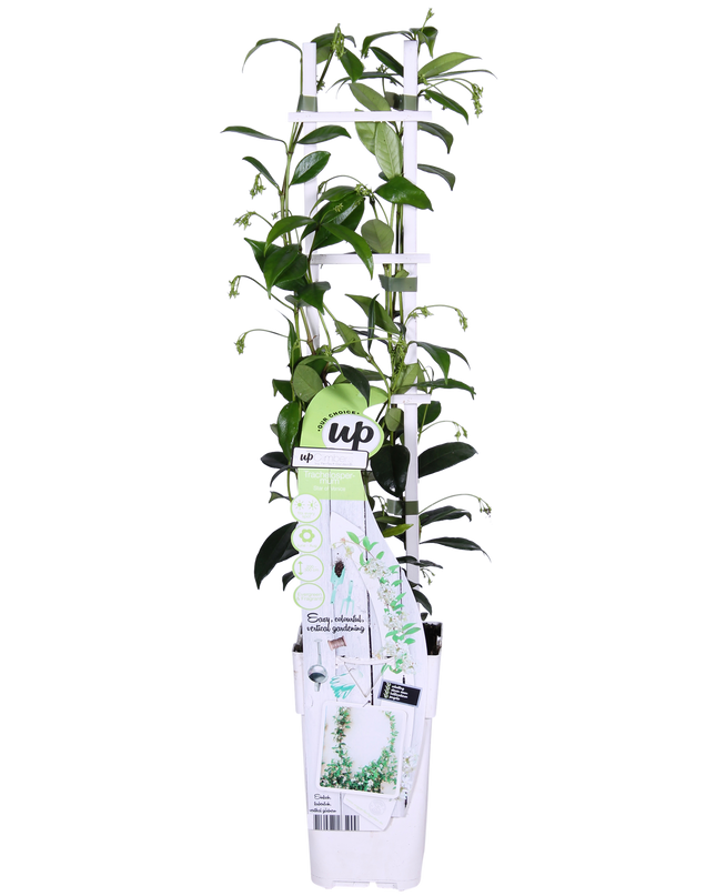 Trachelospermum 'Star of Venice' - Toscaanse Jasmijn Wit - Ø15cm - ↕65cm