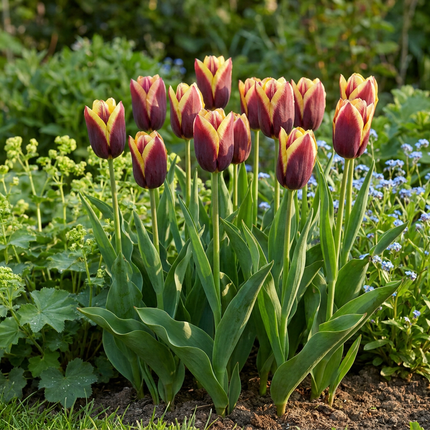 120x Tulipa My Favourite Topping – Tulpe My Favourite Topping – Verschiedene – Frühjahrsblüher – Zwiebelgröße 11/12
