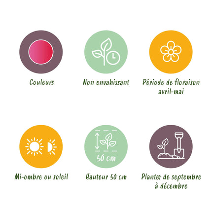 Bloembollen - Tulp Triumph Pink - Kleur Roze - 15 stuks - Bolmaat 11/12 - XXL Pack