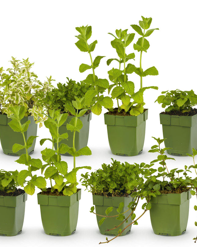 Borderpakket - Thee kruiden - 8 Vaste planten - 1 m2 - Diversen kleuren - Weinig Onderhoud - Pot 11cm