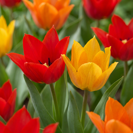 50x Tulipa Praestans Mix - Mélange de Tulipa Praestans - Divers - Floraison printanière - Calibre du bulbe 8/9