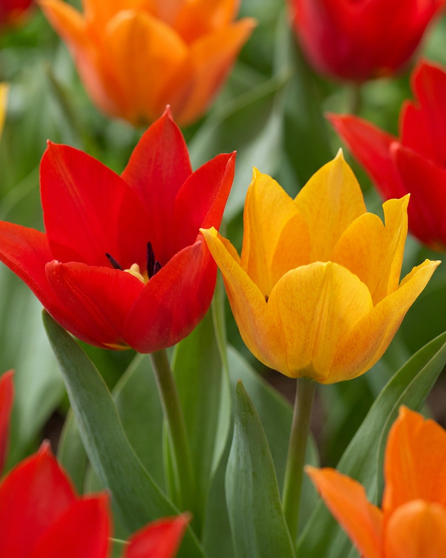 50x Tulipa Praestans Mix - Mezcla de Tulipa Praestans - Varios - Floración primaveral - Calibre del bulbo 8/9