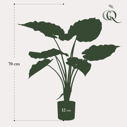 Kunstplant - Alocasia - Olifantsoor - ↕ 70 cm
