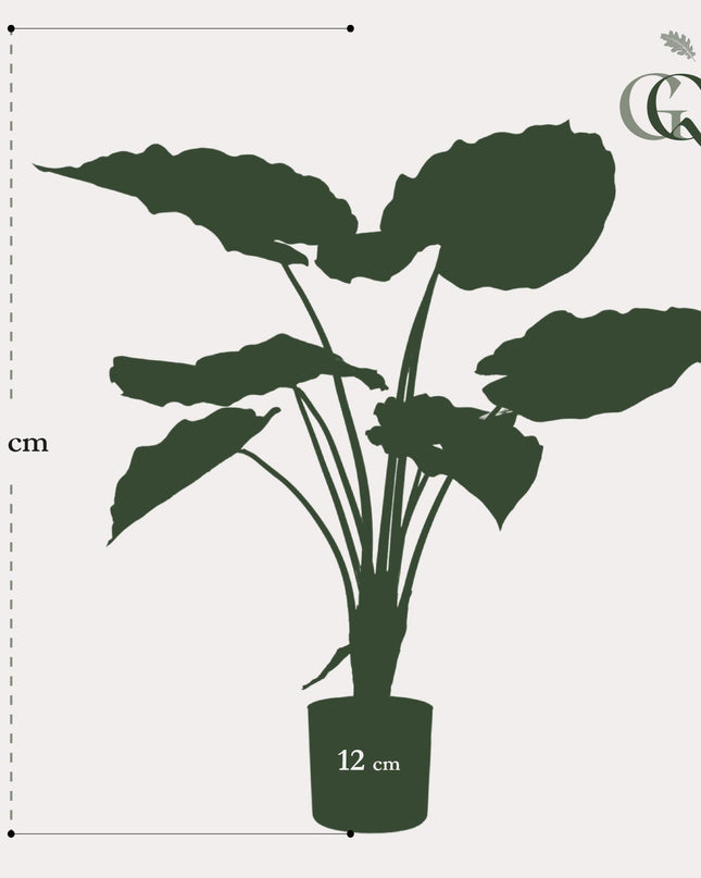 Kunstplant - Alocasia - Olifantsoor - ↕ 70 cm