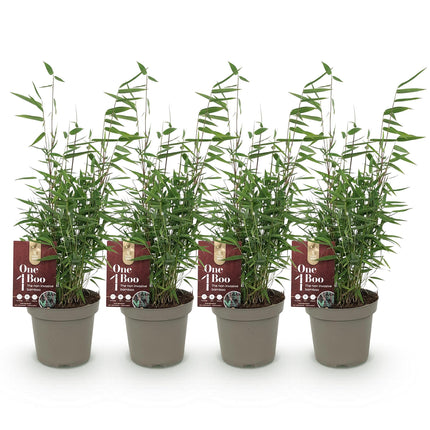 Bambou - Fargesia Red Dragon - Vert - 4 Plantes - Persistant - Non envahissant - Pot 14cm Hauteur 35cm