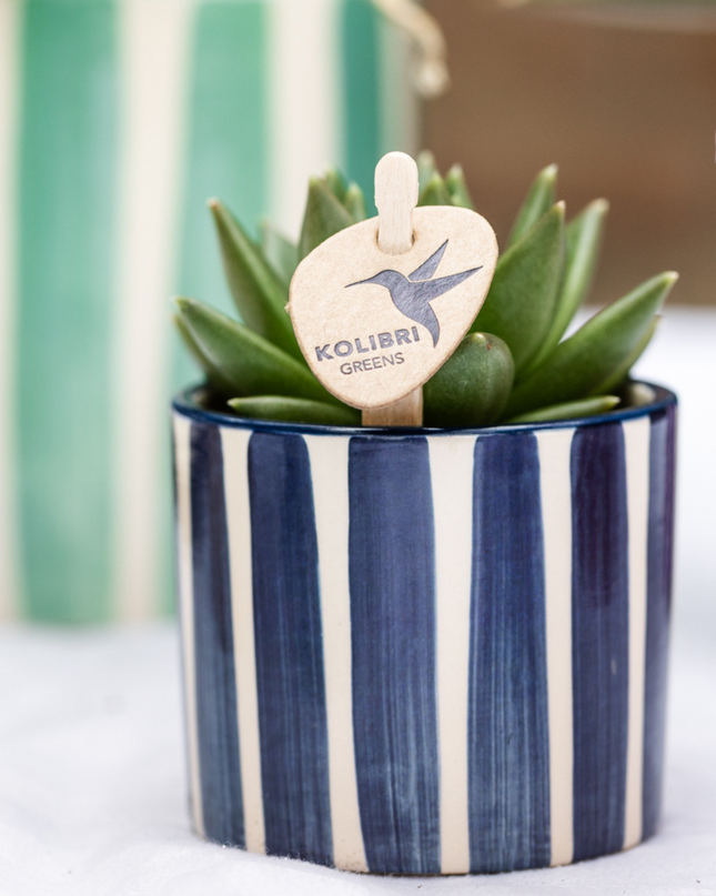 Kolibri Company | Plantenset Mediterranean Sunset | Witte Phalaenopsis Orchidee Lausanne en Succulenten incl. keramieken sierpotten