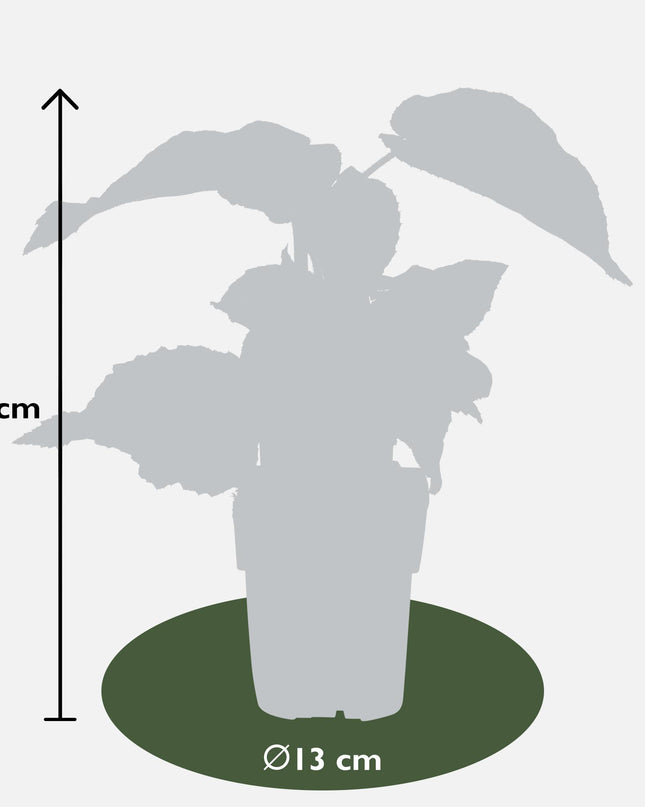 Actinidia delciosioa 'Jenny' - Kiwi - Ø13cm - ↕45cm