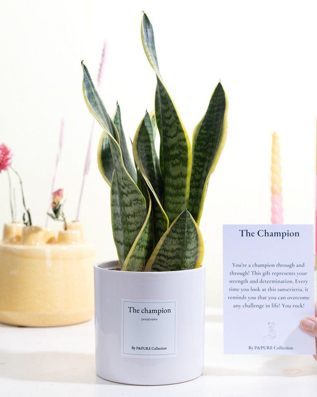 Sansevieria Gift "The Champion" met wenskaart - Ø12cm - ↕30cm