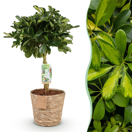 Schefflera Gold Capelle - Fingerbaum + Mandarine - Topf 21cm - Höhe 70-81cm