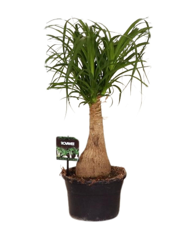 Beaucarnea Nolina - Ø19 ↕60