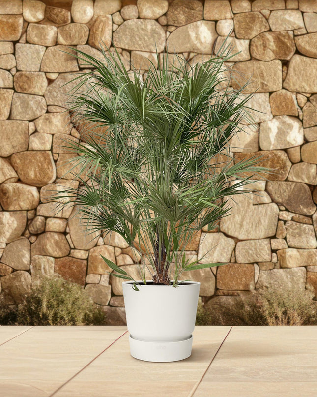 Chamaerops Humilis struik - 170cm- Ø30